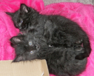[picture of Decker AKA Midnight, a Domestic Long Hair black cat]