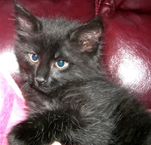 [picture of Decker AKA Midnight, a Domestic Long Hair black\ cat] 