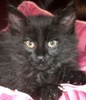 A picture of #NS04072: Babu FKA Cruiser AKA Dempsey a Domestic Long Hair black