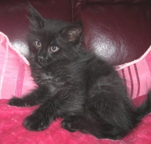 [another picture of Babu FKA Cruiser AKA Dempsey, a Domestic Long Hair black\ cat] 