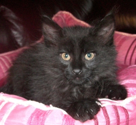 [picture of Babu FKA Cruiser AKA Dempsey, a Domestic Long Hair black cat]