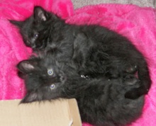 [picture of Babu FKA Cruiser AKA Dempsey, a Domestic Long Hair black cat]