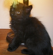 [picture of Babu FKA Cruiser AKA Dempsey, a Domestic Long Hair black cat]