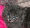 A picture of #NS04073: Gidget a Domestic Long Hair gray