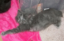 [another picture of Gidget, a Domestic Long Hair gray\ cat] 