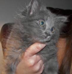 [picture of Gidget, a Domestic Long Hair gray cat]