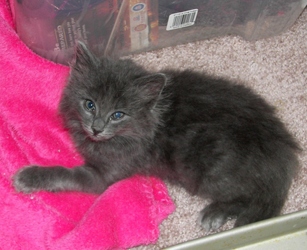[picture of Gidget, a Domestic Long Hair gray cat]