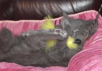 [picture of Gidget, a Domestic Long Hair gray cat]