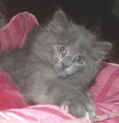 [picture of Gidget, a Domestic Long Hair gray cat]