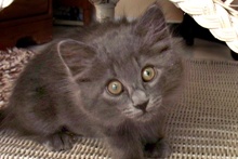 [picture of Gidget, a Domestic Long Hair gray\ cat] 