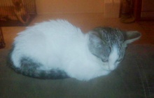 [another picture of Oba, a Domestic Short Hair white/tabby\ cat] 