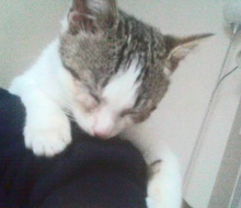 A picture of #NS04074: Oba a Domestic Short Hair white/tabby