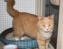 A picture of #NS04075: Rufus a Domestic Medium Hair buff orange tabby/white