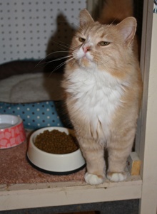 [another picture of Rufus, a Domestic Medium Hair buff orange tabby/white\ cat] 