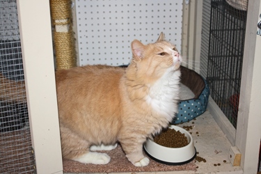 [picture of Rufus, a Domestic Medium Hair buff orange tabby/white cat]