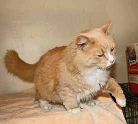 [picture of Rufus, a Domestic Medium Hair buff orange tabby/white cat]