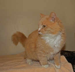 [picture of Rufus, a Domestic Medium Hair buff orange tabby/white cat]