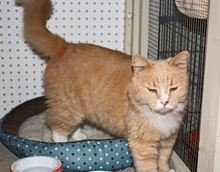 [picture of Rufus, a Domestic Medium Hair buff orange tabby/white\ cat] 