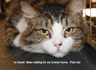 A picture of #NS04076: Boots a Domestic Medium Hair brown tabby/white