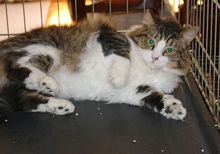 [another picture of Boots, a Domestic Medium Hair brown tabby/white\ cat] 