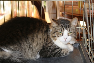 [picture of Boots, a Domestic Medium Hair brown tabby/white cat]