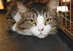 [picture of Boots, a Domestic Medium Hair brown tabby/white cat]