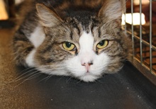 [picture of Boots, a Domestic Medium Hair brown tabby/white\ cat] 