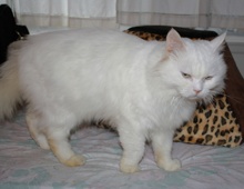 [another picture of Portly Said, a Persian white\ cat] 