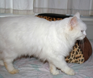 [picture of Portly Said, a Persian white cat]