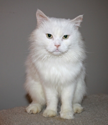 [picture of Portly Said, a Persian white cat]