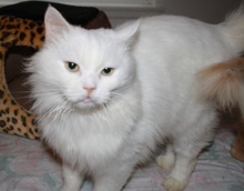 A picture of #NS04077: Portly Said a Persian white