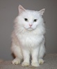 A picture of #NS04078: Gizeh a Himalayan flamepoint