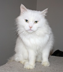 [another picture of Gizeh, a Himalayan flamepoint\ cat] 