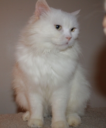 [picture of Gizeh, a Himalayan flamepoint cat]