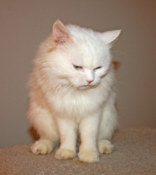 [picture of Gizeh, a Himalayan flamepoint cat]