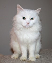 [picture of Gizeh, a Himalayan flamepoint\ cat] 