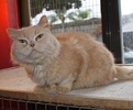 A picture of #NS04079: Cairo a Persian buff