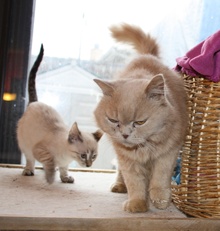 [another picture of Cairo, a Persian buff\ cat] 