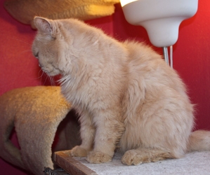 [picture of Cairo, a Persian buff cat]