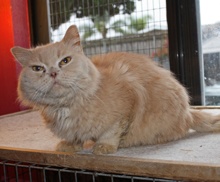 [picture of Cairo, a Persian buff\ cat] 