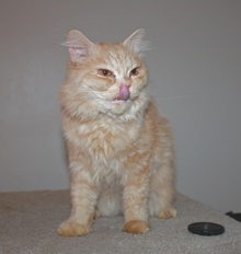 [another picture of Suez, a Persian orange\ cat] 