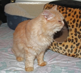 [picture of Suez, a Persian orange cat]