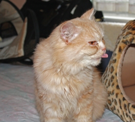 [picture of Suez, a Persian orange cat]