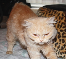 [picture of Suez, a Persian orange cat]