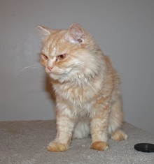 A picture of #NS04080: Suez a Persian orange