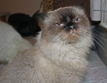 [another picture of Luxor, a Himalayan sealpoint\ cat] 