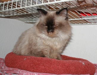 [picture of Luxor, a Himalayan sealpoint cat]