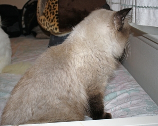 [picture of Luxor, a Himalayan sealpoint cat]