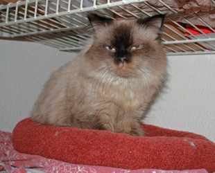 [picture of Luxor, a Himalayan sealpoint cat]