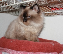 [picture of Luxor, a Himalayan sealpoint\ cat] 